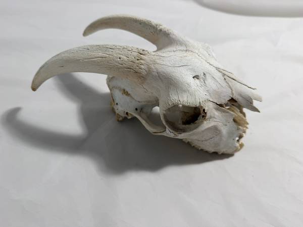 Goat head 1