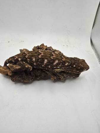 Leachianus Geckos (Mount prospect)63844233989505124