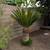 Large mature Sago plant tree 20 years old 2 are available 3 thumbnail