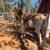 Haflinger gelding 1 thumbnail