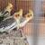 Young COCKATIEL 7 thumbnail