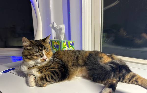 Calico Tabby en busca de hogar para siempre! (berkeley)63850567032833121