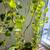 Philodendron indoor plant in ceramic planter 1 thumbnail