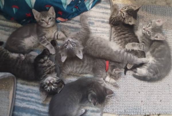 6 gatitos listos para nuevos hogares (Everett)