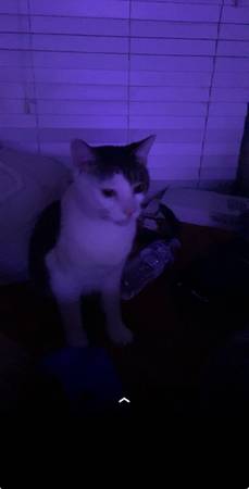 Cat needs home 1