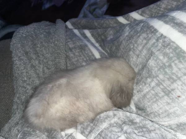 Teddy widder bunnies (Visalia)64025057530369122