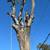 🌳WALTER’S TREE SERVICE🌳FAST SERVICE 🌳FREE ESTIMATE~~24/7~Call Or Text 12 thumbnail