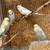 Lovebird and English Budgie 2 thumbnail