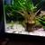 Plecos plecos, huge tiger lotus Aquarium Plants 5 thumbnail