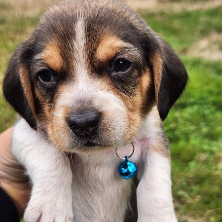 Cachorros Beagle63870900747907122