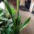 Snake Plant Sansevieria House Plant 1 thumbnail