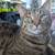 5 year old cat 1 thumbnail