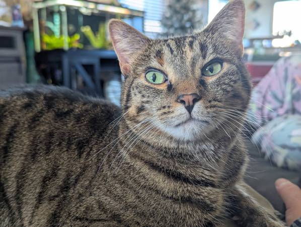 5 year old cat 1