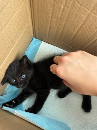1 month old kitten (Hialeah)63685532937091123