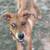 Foster needs her forever home 9 thumbnail