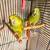 Parrots Yellow Nape Amazon 6 thumbnail