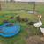 Ducks 2 thumbnail