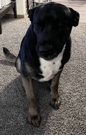 Rehoming Dog (Fargo)63842059299713121