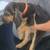 Bloodhounds 5 thumbnail
