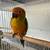 Sun conure 3 thumbnail