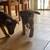 Akc German shepherd 3 thumbnail