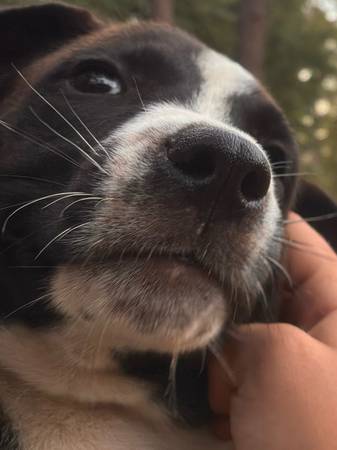 Puppies 8 weeks (Semmes)63920391363714121