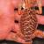 Bearded dragon 4 thumbnail