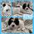 Cavapoo/Bichon Frise - Forever 🐶 5 thumbnail