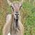 Dairy Goats 2 thumbnail