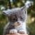 Adorable kitten "Dalia" 1 thumbnail