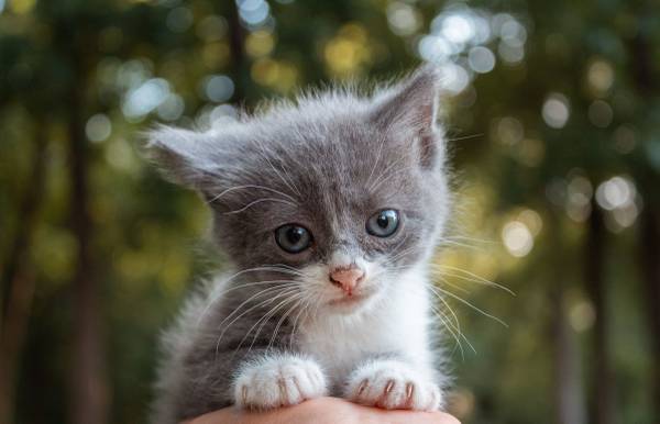 Adorable kitten "Dalia" 1