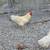 Barnyard Roosters 1 thumbnail