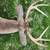 Mounted Deer Head 5 thumbnail