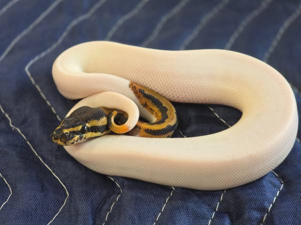 Cool Ball python rehoming 1