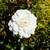 White Dwarf Roses - Perennial - 1 Plant 1 thumbnail