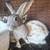 Rabbits- bunnies (New Zealand’s) 6 thumbnail