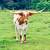 Longhorn cows 2 thumbnail