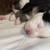 Toy/mini Aussie 3 thumbnail