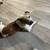 3 year old female dog 1 thumbnail