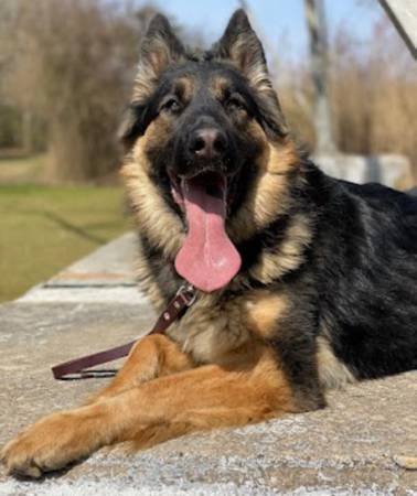 7 Year Old Female German Shepherd (Pocomoke City)63872575951747120