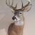 Englehart Outdoor Taxidermy Service's 5 thumbnail