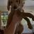 Golden doodle puppies 2 thumbnail