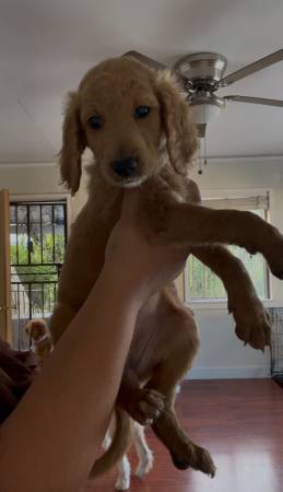 Golden doodle puppies (Los angeles)63869929052291121