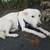 ReHoming Puppies! 2 thumbnail