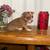 Miniature chihuahua MALE 2 thumbnail