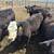 ~CATTLE FOR SALE~ 14 thumbnail