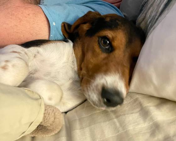 Rehoming needed, male beagle, 1 year old (Dublin)63654749608321120