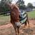 Mobile horse trainer 3 thumbnail