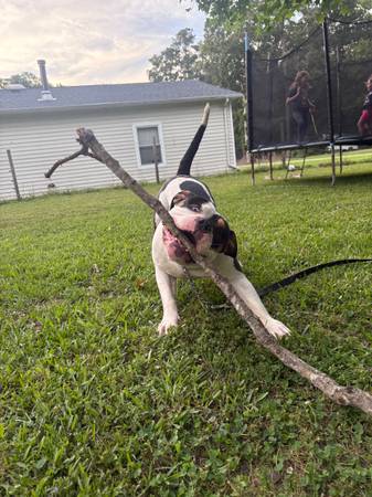Macho XL Bully de 1 año (Hertford NC)63882942532227123