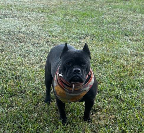 Perra (no denunciar, necesita encontrar nuevo hogar antes de diciembre) (Daleville)64280280601089120